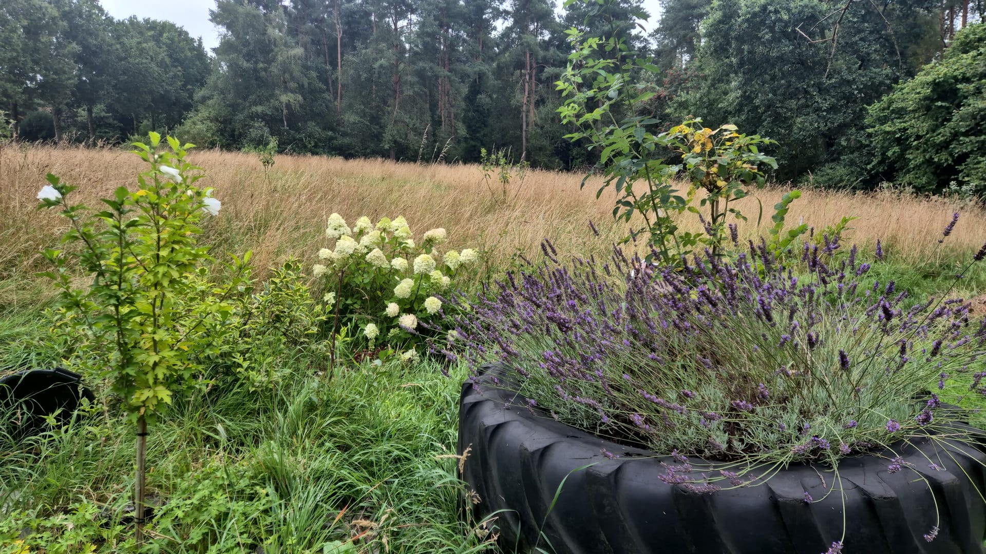 Bloemen en bosrand bij Klontjeheide